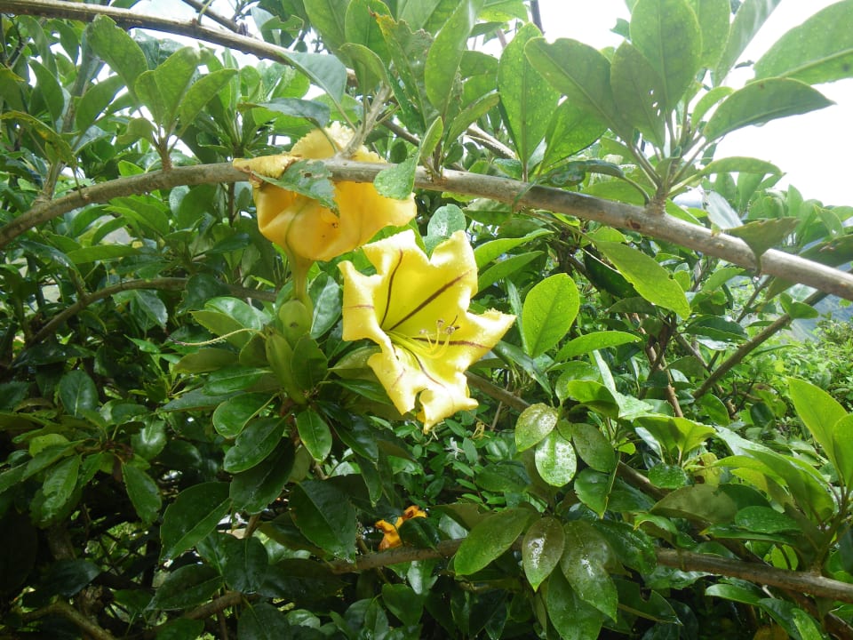 Tulipan B&B La Casa Amarilla