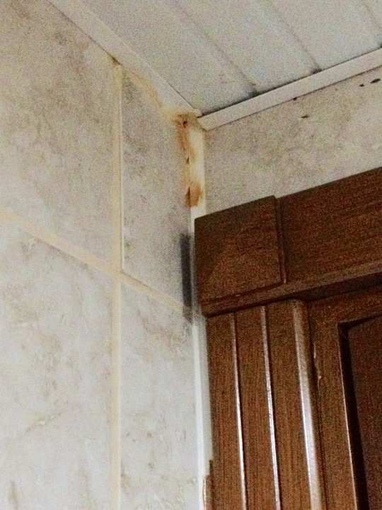 Schmutzig und Schimmel  Selectum Family Comfort Side