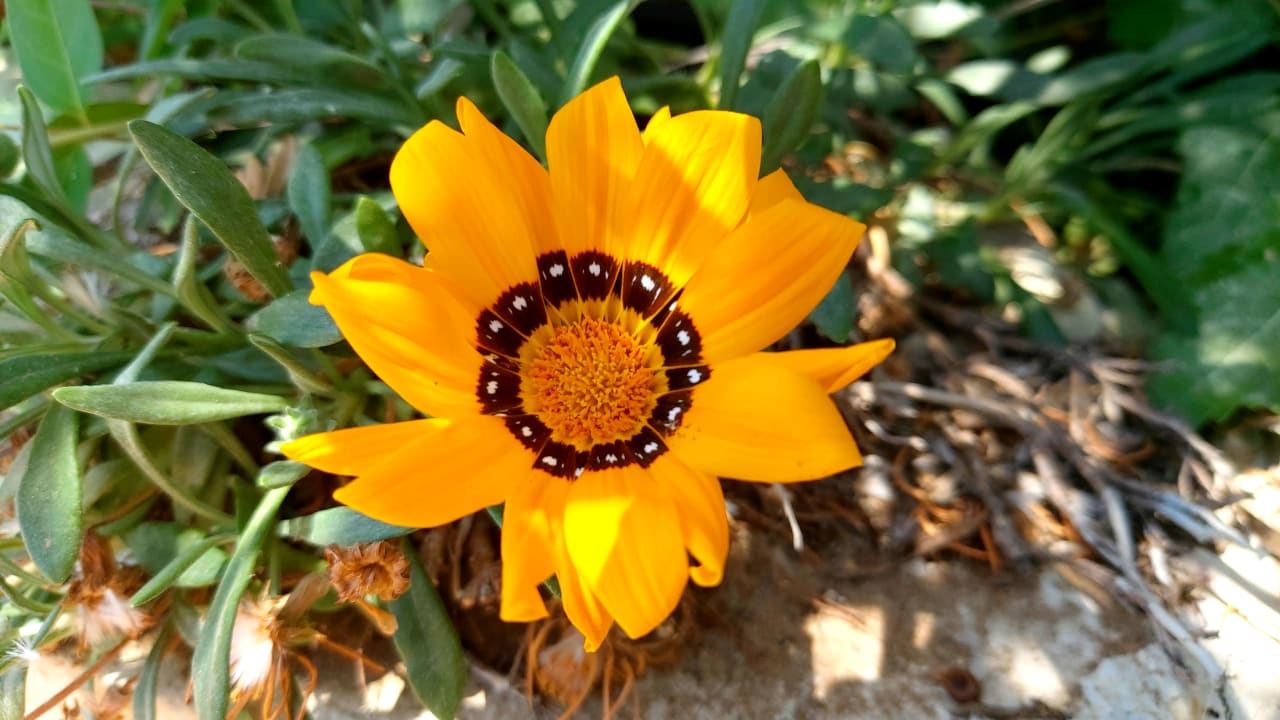 Gartenanlage Paloma Oceana