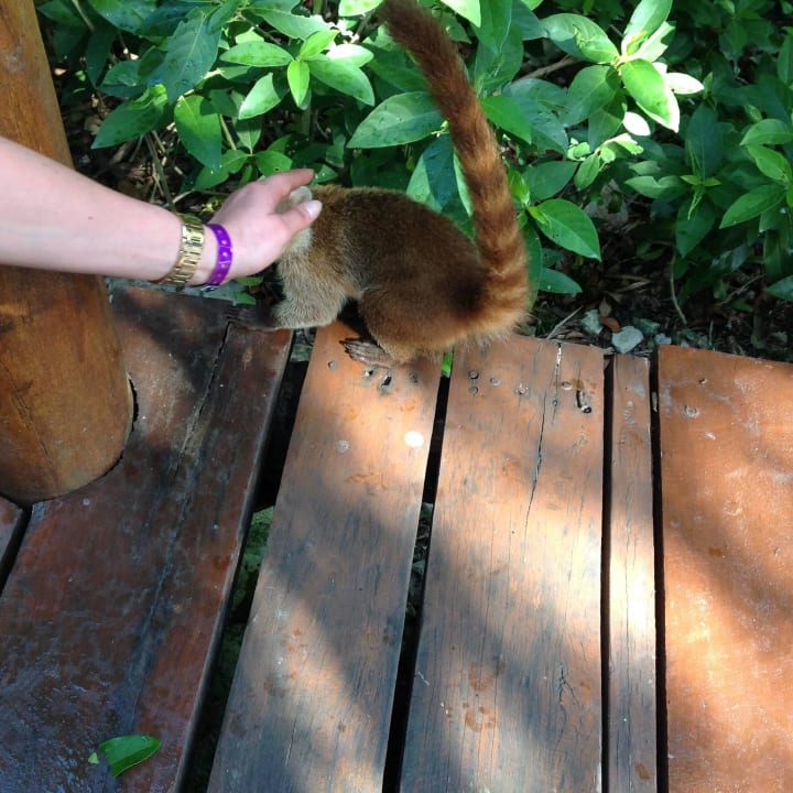 Hotel , Strand  Grand Palladium Kantenah Resort & Spa