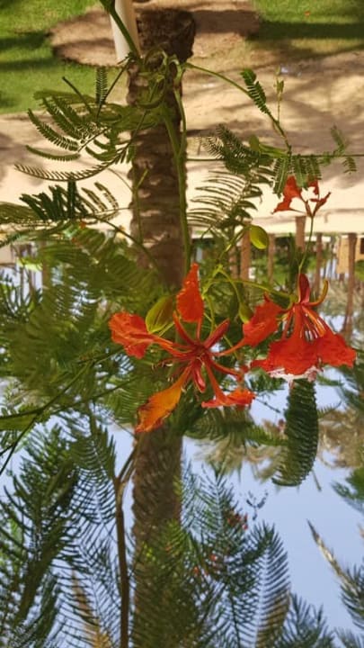 Gartenanlage Makadi Spa - Adults only