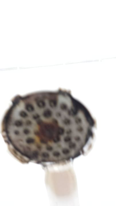 Ein Eindruck von der Dusche Oceanis Park Hotel