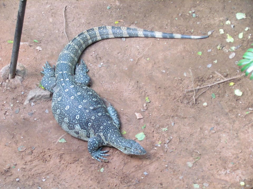 Vom Restaurant aus Shimba Hills Lodge