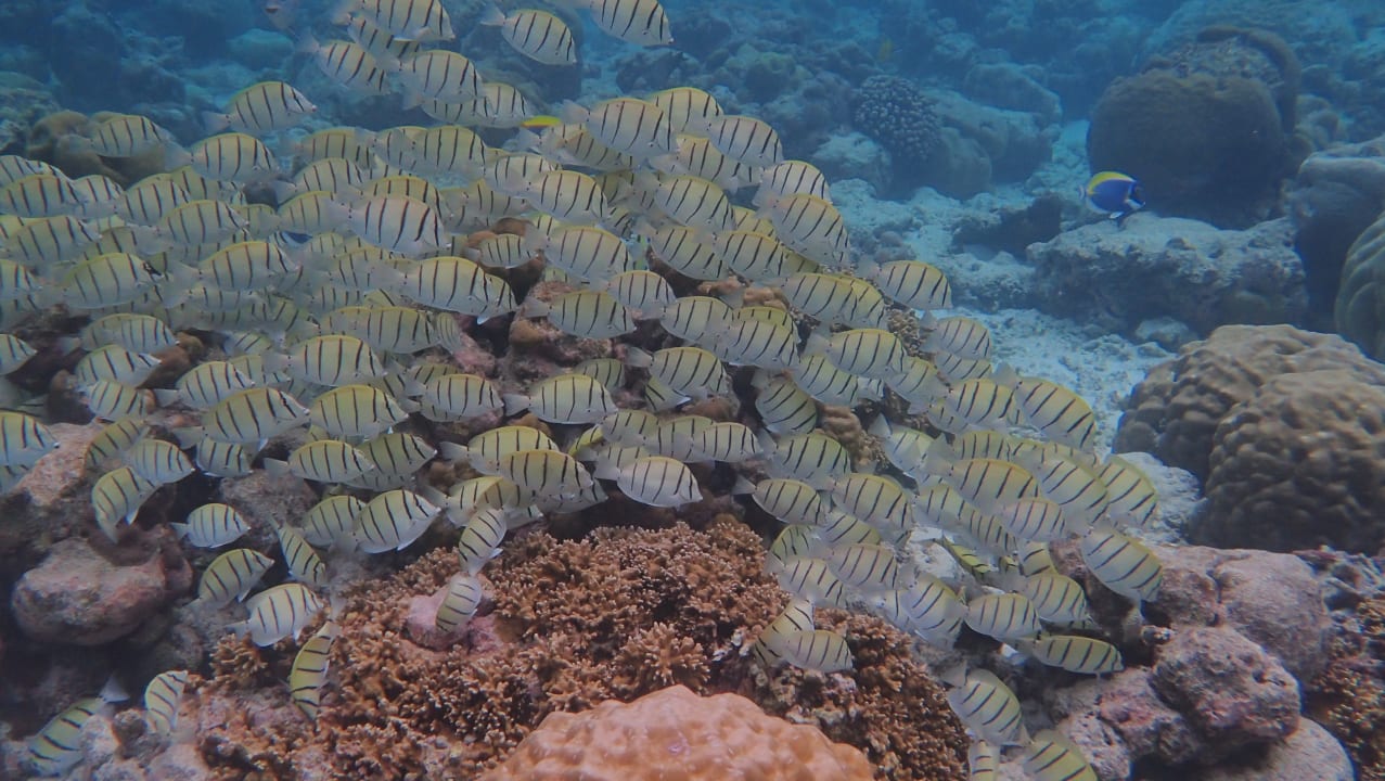 Strand Adaaran Select Meedhupparu Island Resort - Premium All Inclusive