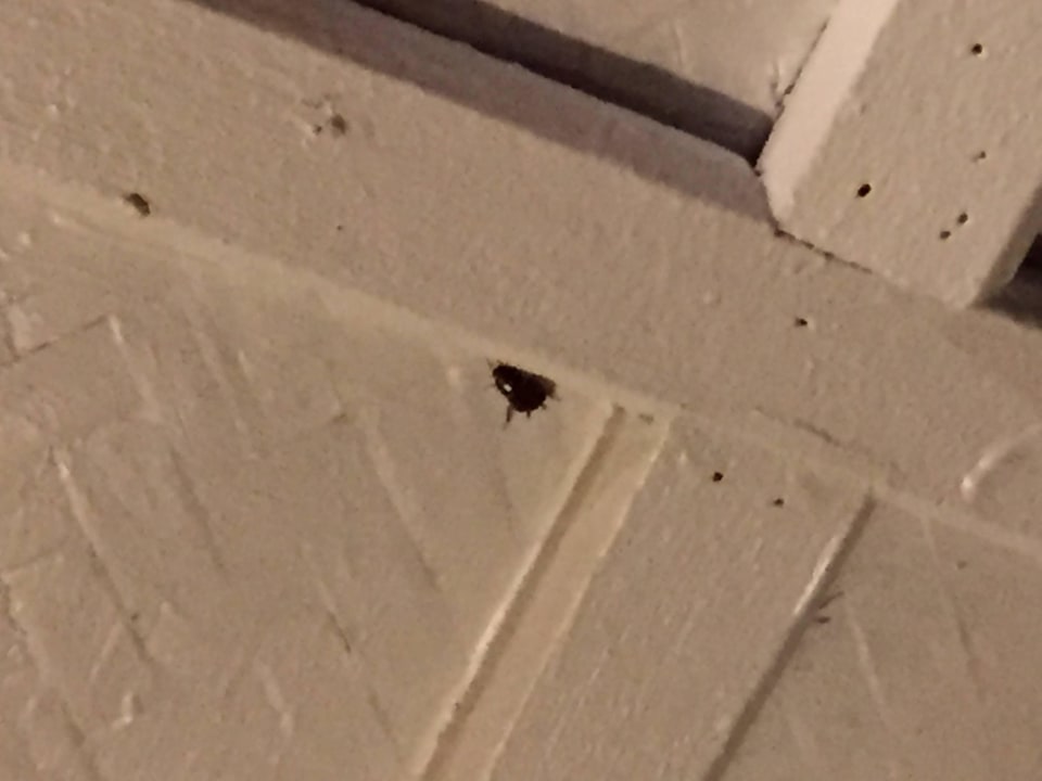 Kleine Mitbewohner des Superior Bungalows The Fair House Beach Resort