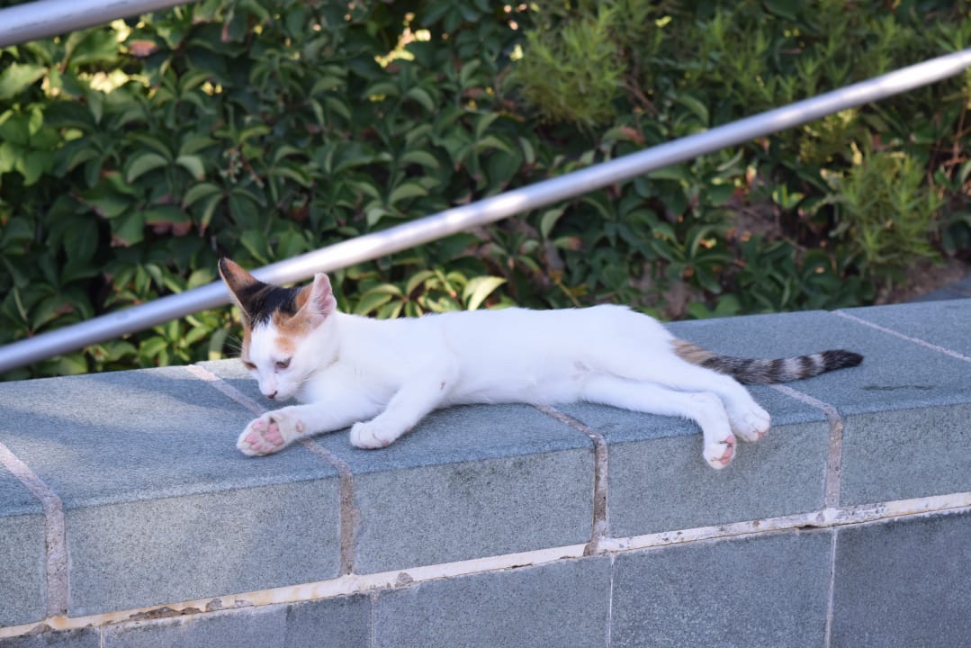 Sonstiges Arycanda Kirman Premium