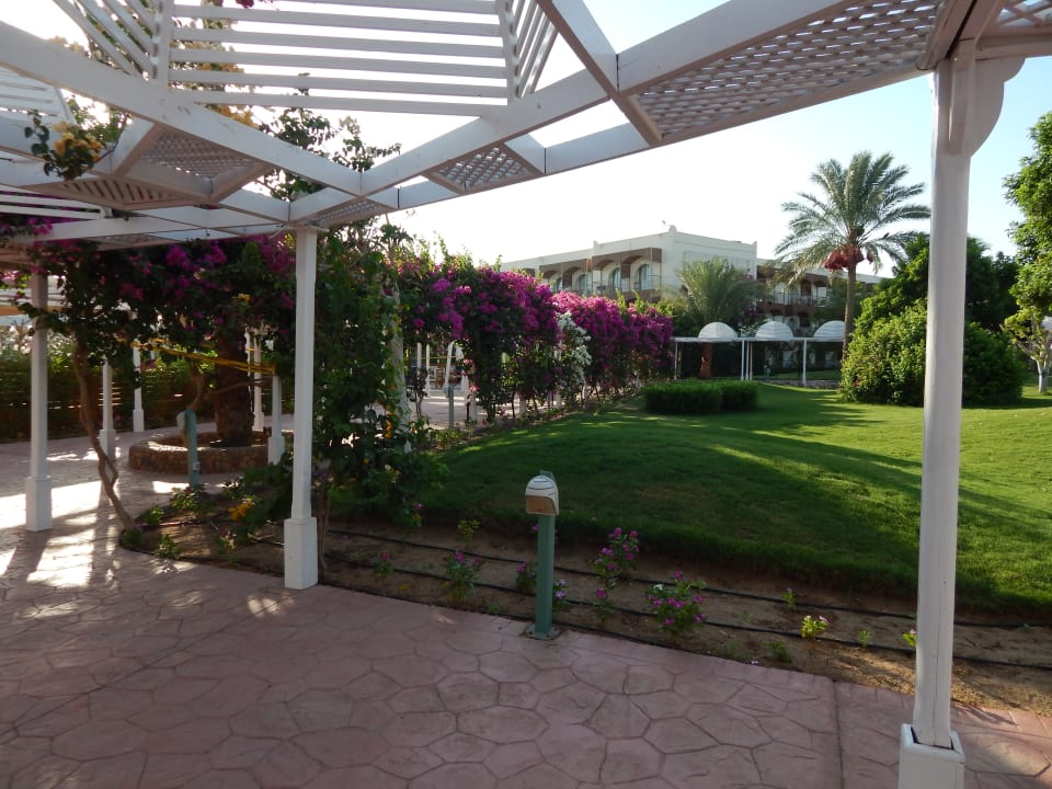 Gartenanlage Desert Rose