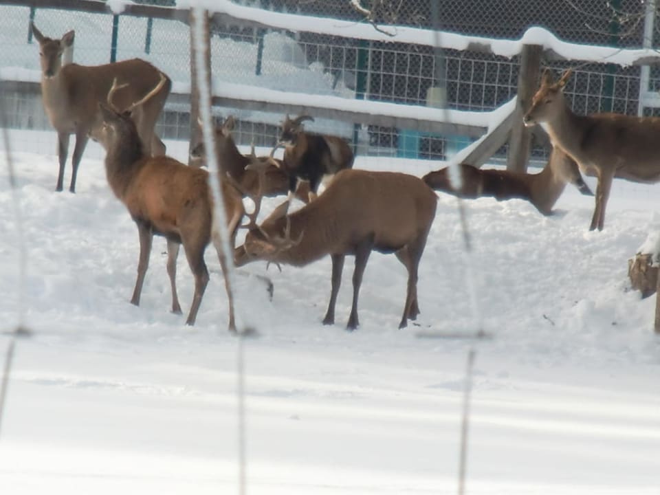 Wildgehege am Hotel Hotel Harzhaus