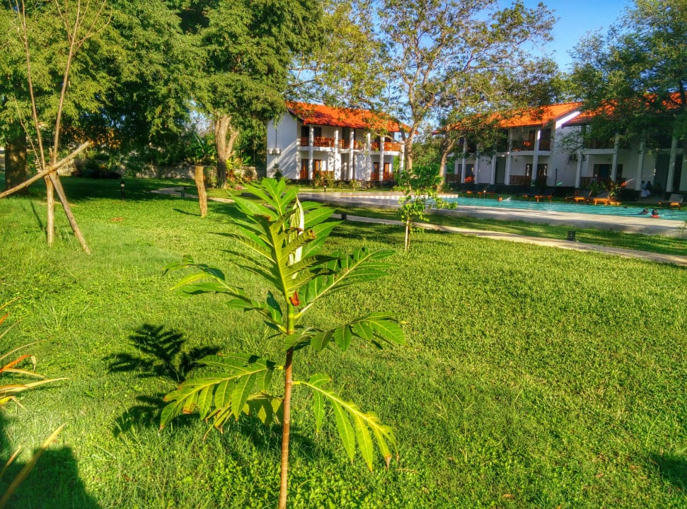 Growing plant in the garden Blue Turtle Hotel