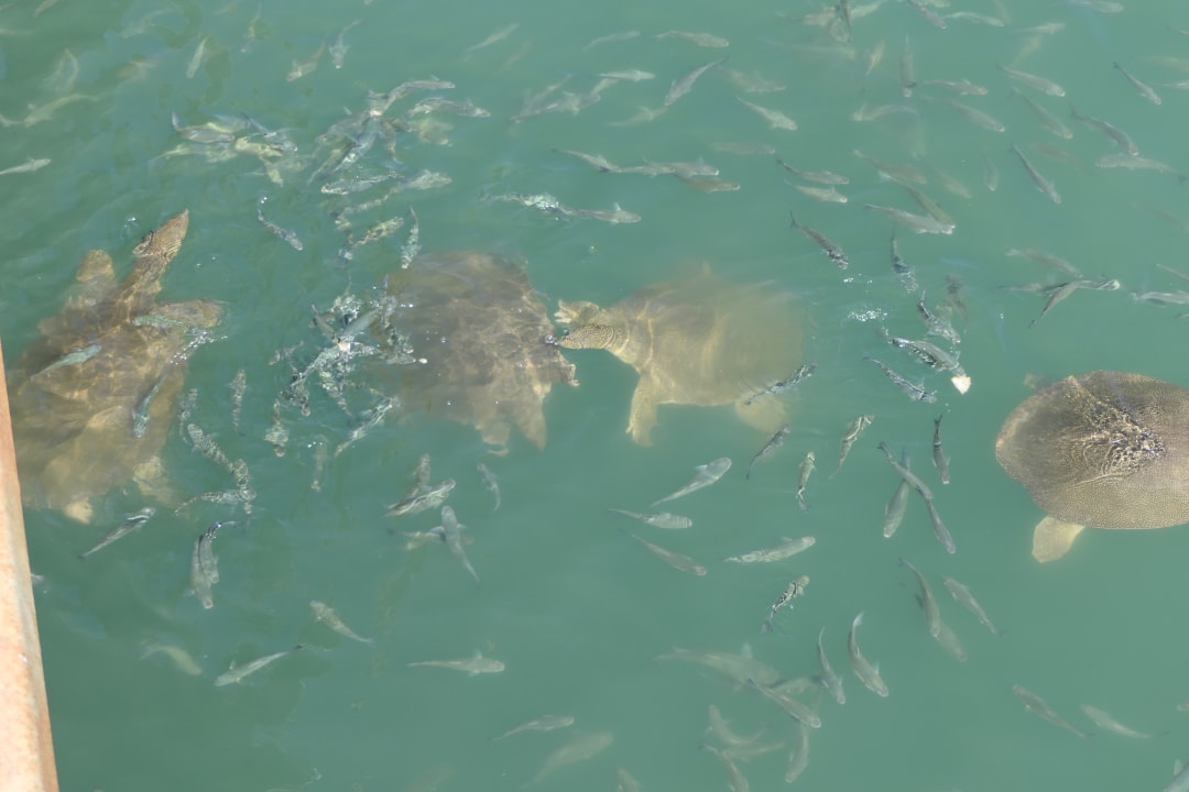 Strand Miramare Queen Hotel