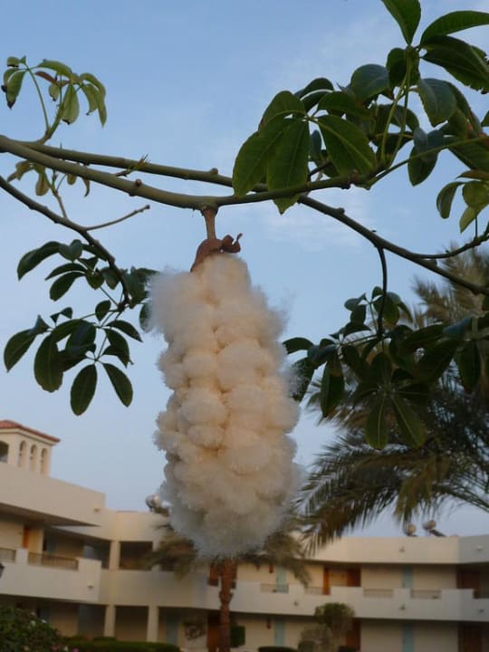 Baumwollbaum in der Anlage  Pickalbatros Dana Beach Resort - Hurghada