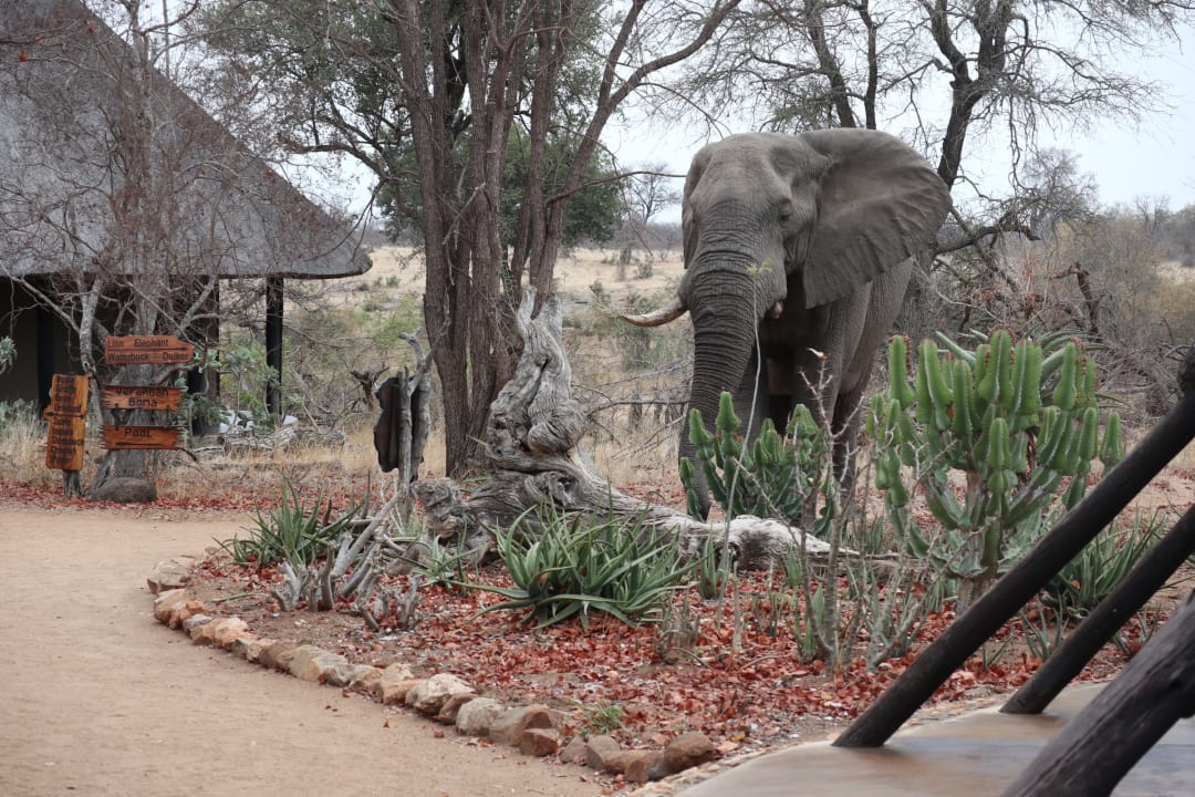 Gartenanlage Motswari Private Game Reserve & Geiger's Camp