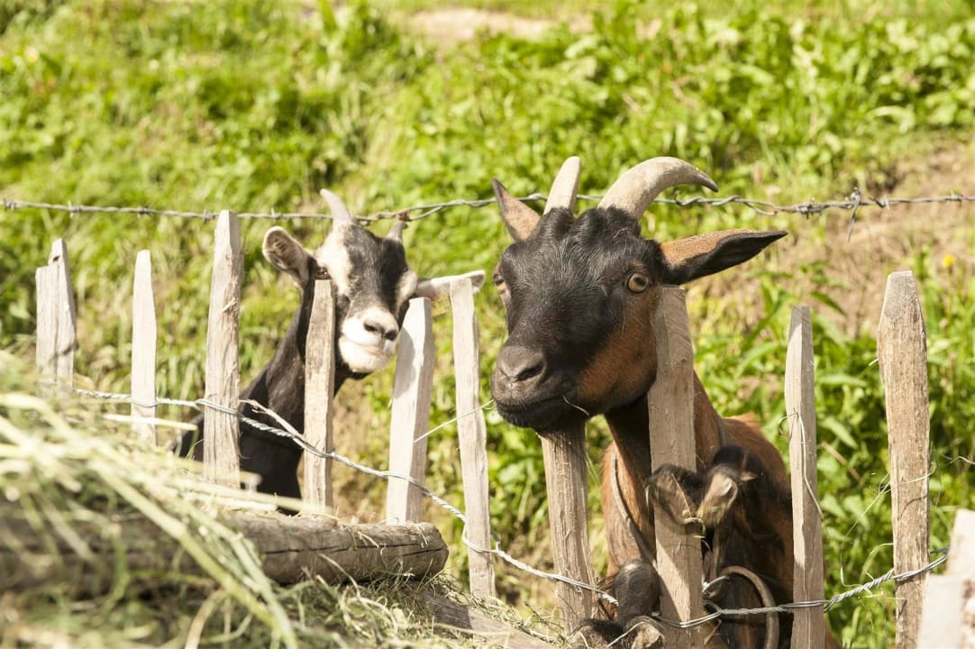 Streichelzoo Ferienhof Leitengut