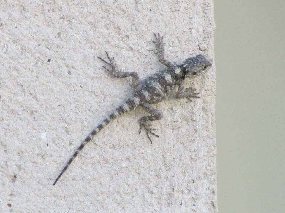 Geckos beim Sonnenbad Lindos Princess Beach Resort & Spa