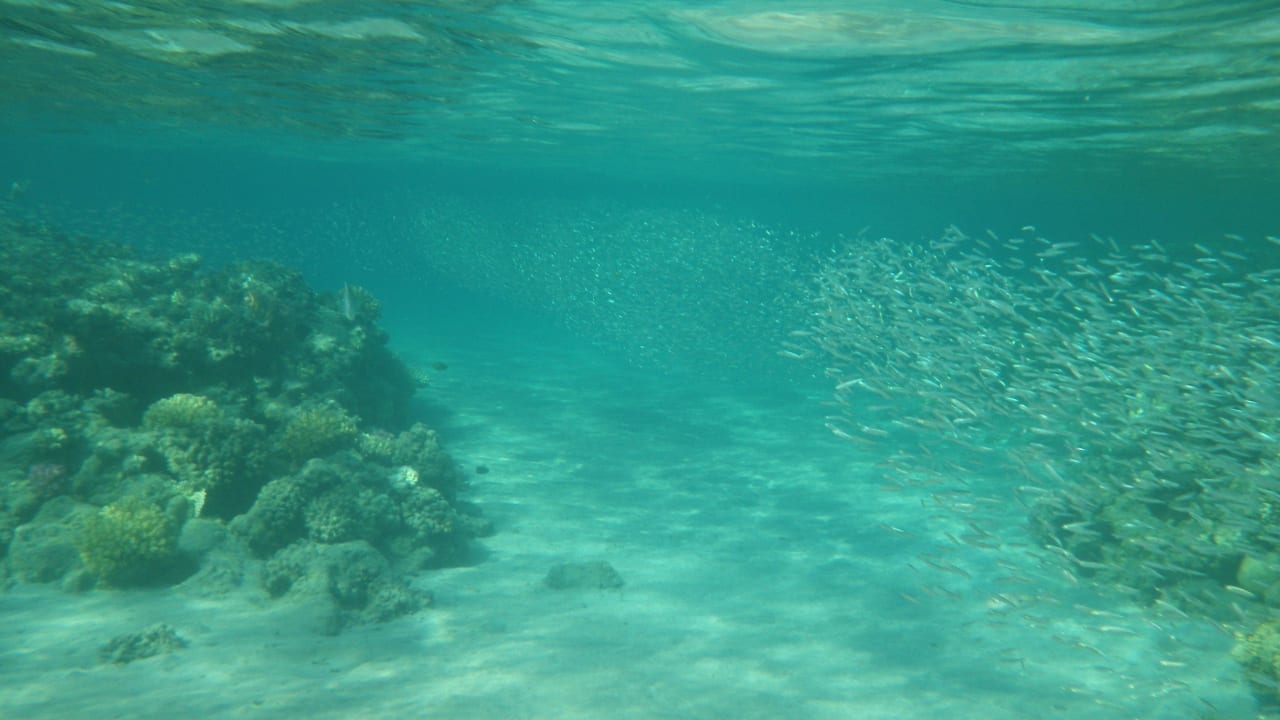 Riff ca 50m vom Strand entfernt Baron Palace Sahl Hasheesh