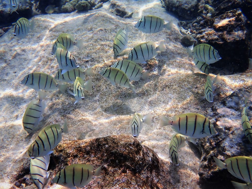 Sport & Freizeit NH Collection Maldives Reethi Resort