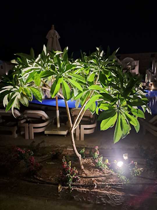 Gartenanlage SUNRISE Anjum Resort Marsa Alam