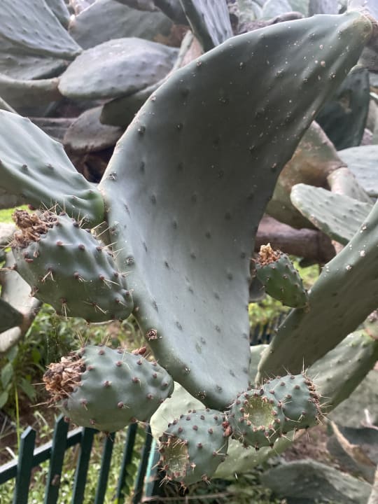 Gartenanlage Belconti Resort Hotel