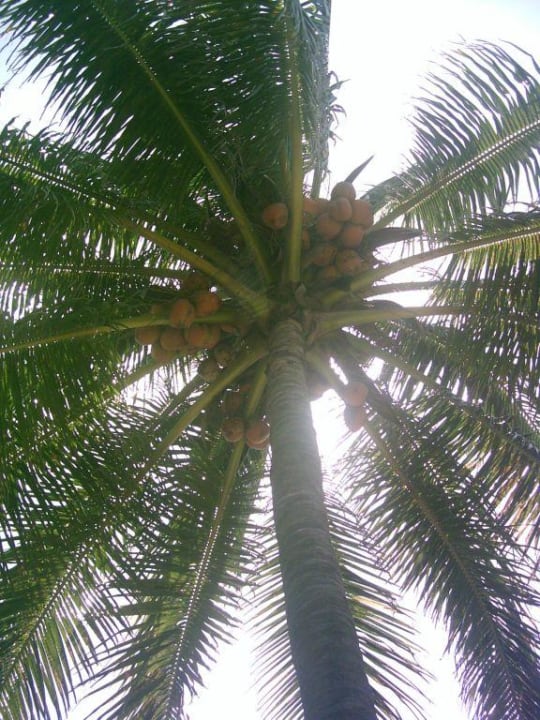 Palme Hotel Gran Caribe Club Kawama