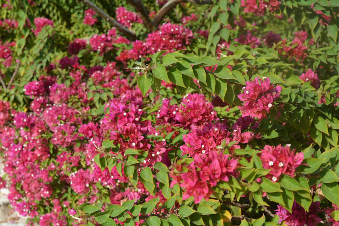 Blumen The Grand Hotel Sharm El Sheikh