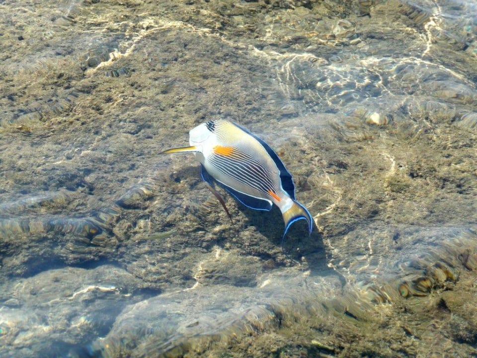 Direkt im knietiefem Wasser am Riff Shams Alam Beach Resort