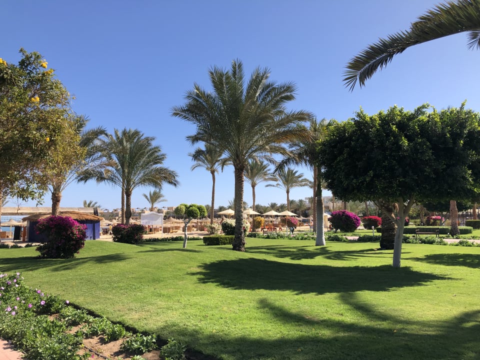 Gartenanlage Desert Rose