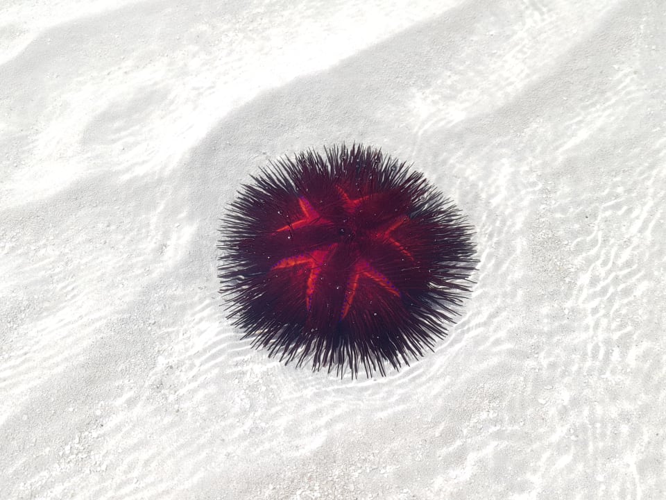 Strand Neptune Paradise Beach Resort & Spa