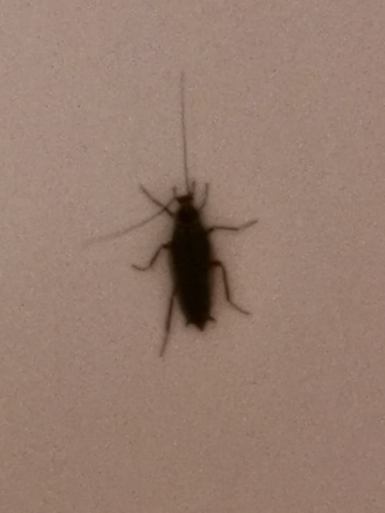 Zimmer Salzburgerhof Rauris