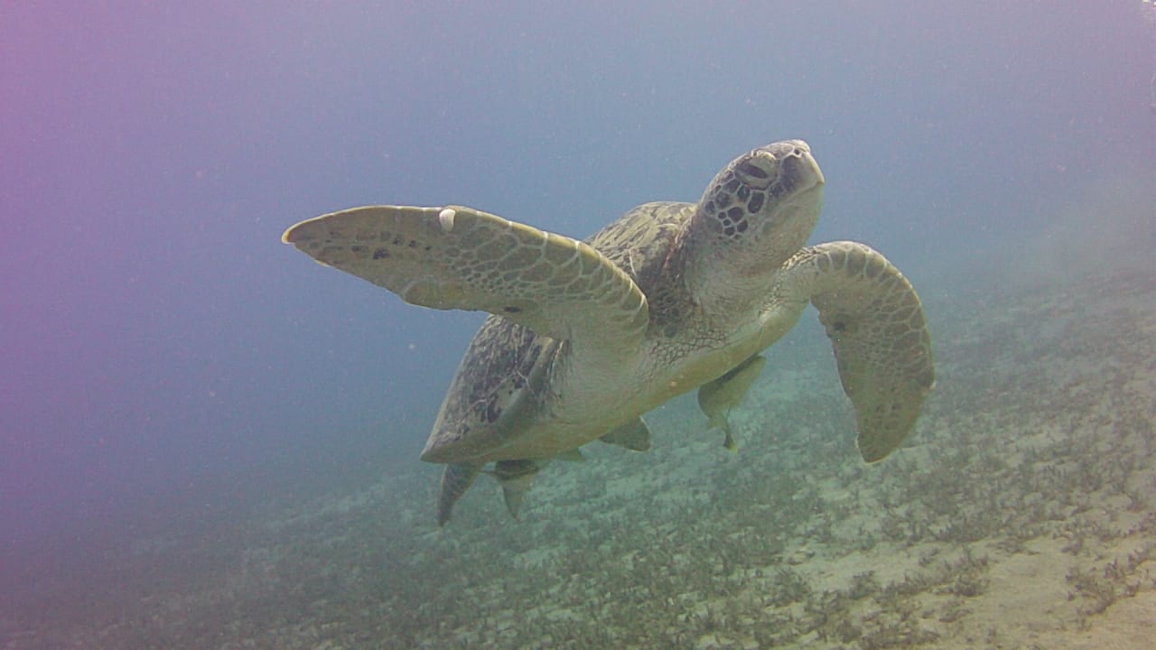 Strand Malikia Resort Abu Dabbab