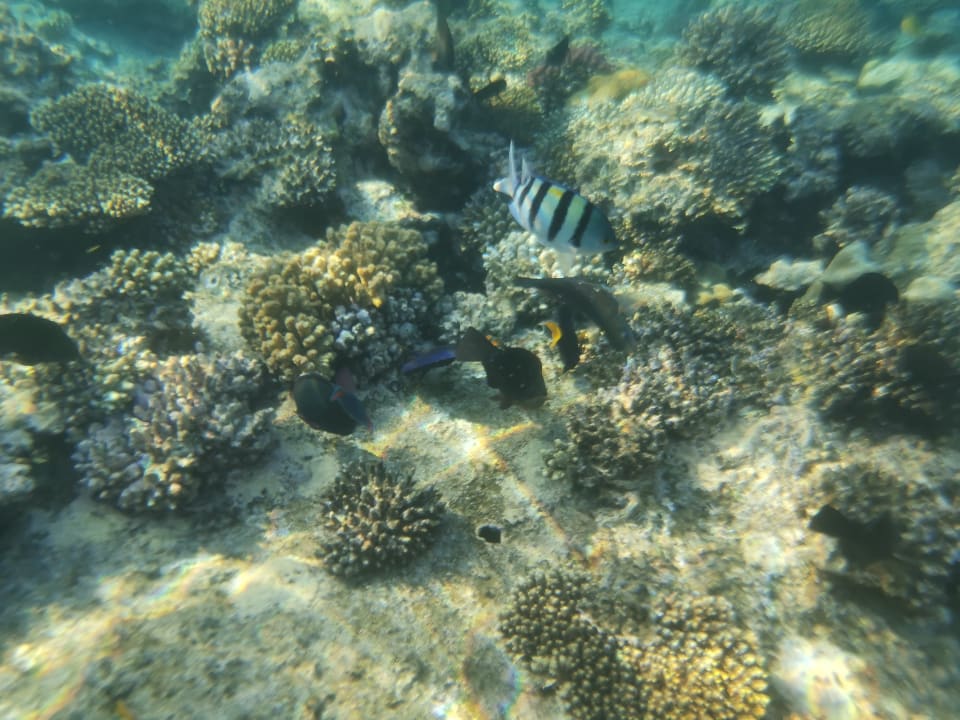 Strand Pickalbatros Citadel Resort