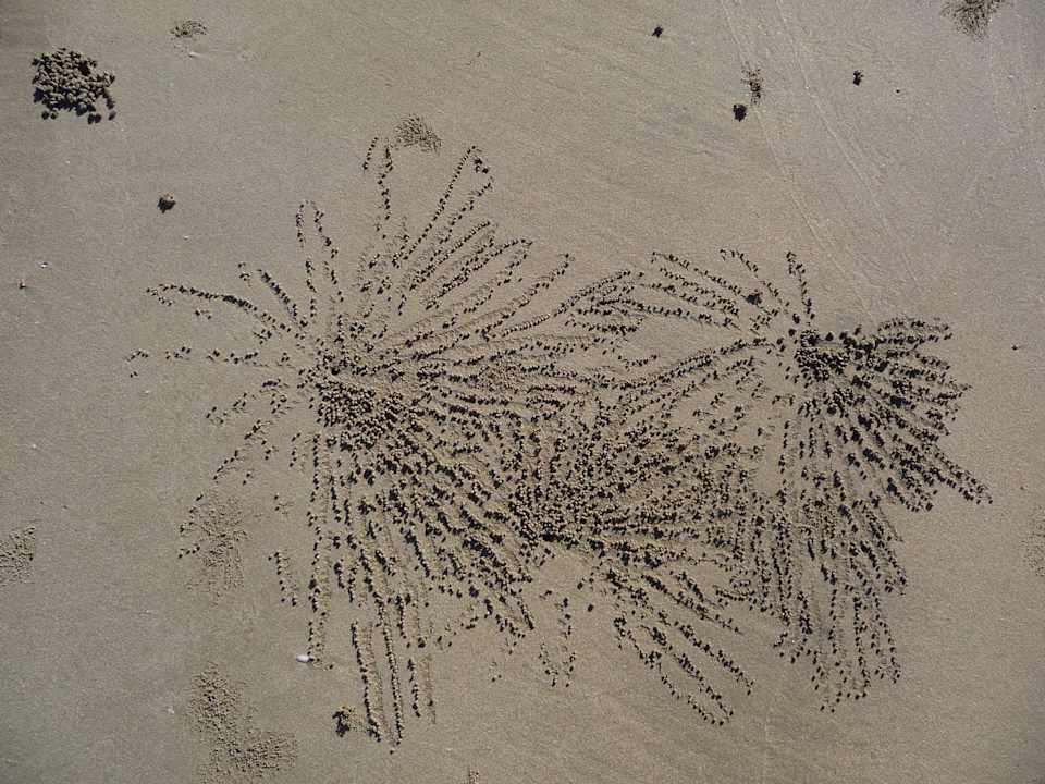 Krabbenkügelchen am Strand Bayview - the beach resort