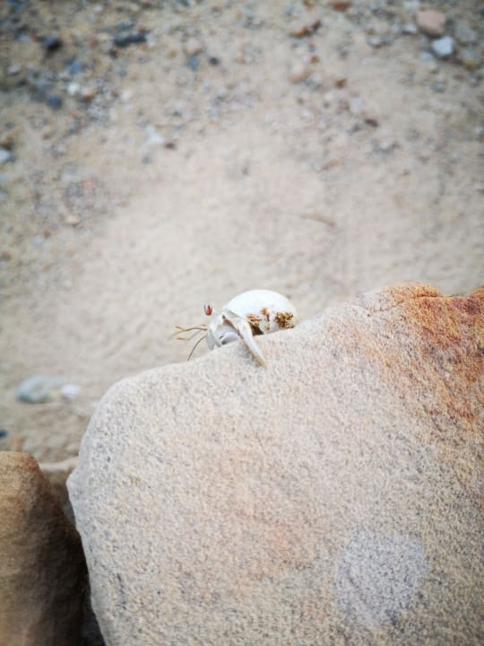 Gartenanlage Three Corners Equinox Beach Resort