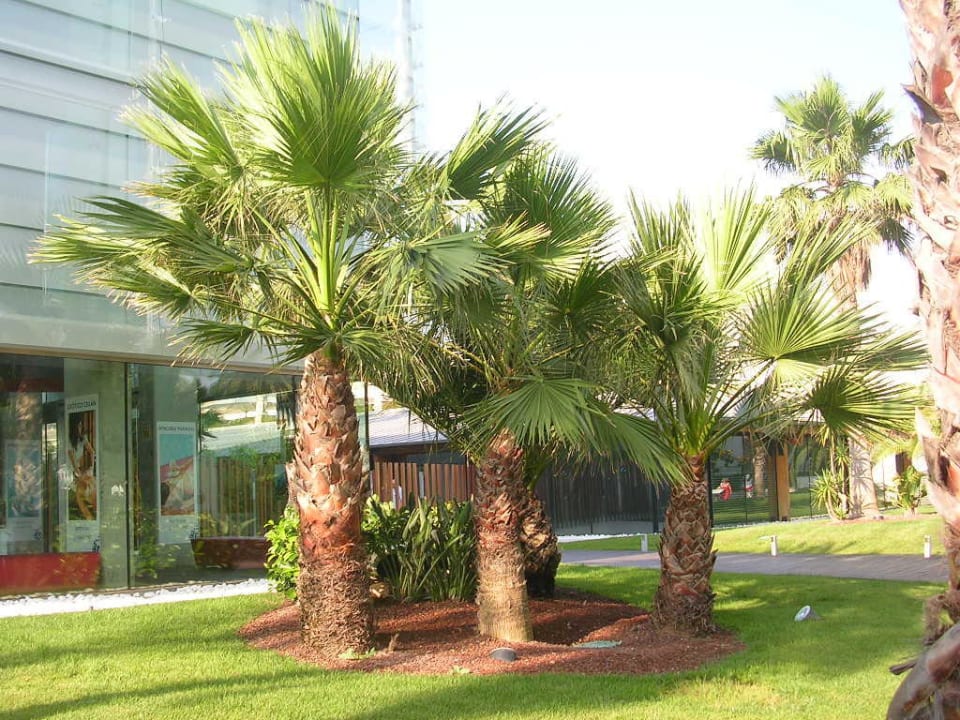 Schattenspender Estival Park Silmar