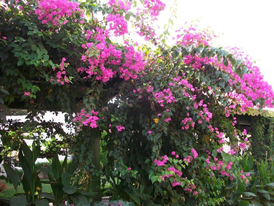 Alles blüht Crystal Paraiso Aqua Collection