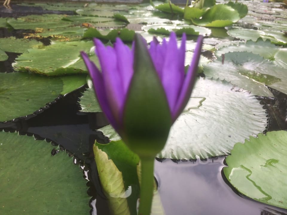 Gartenanlage The Grand Southsea Khaolak Beach Resort