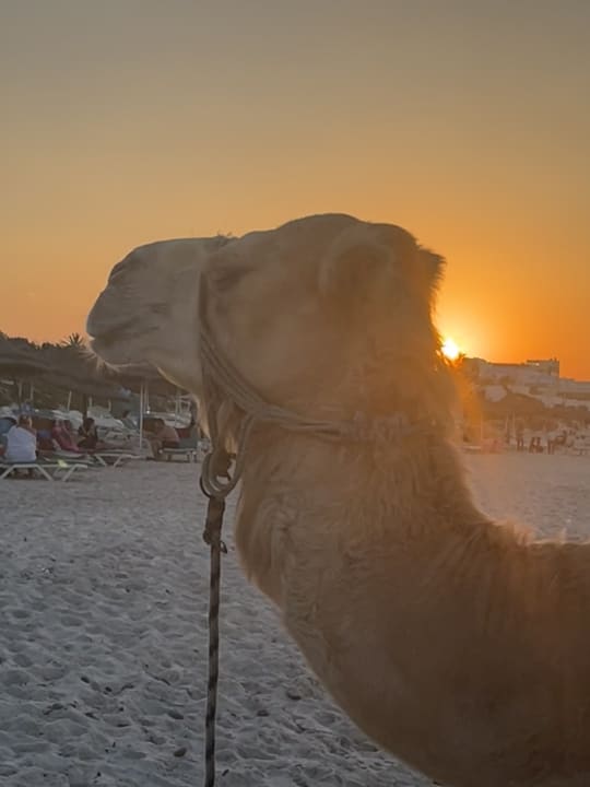 Strand Iberostar Selection Kuriat Palace