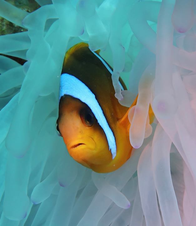 Sonstiges Hotel Coral Garden