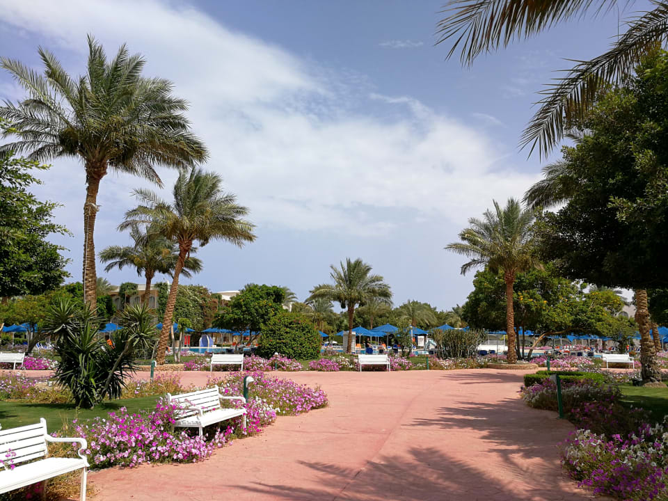 Gartenanlage Desert Rose