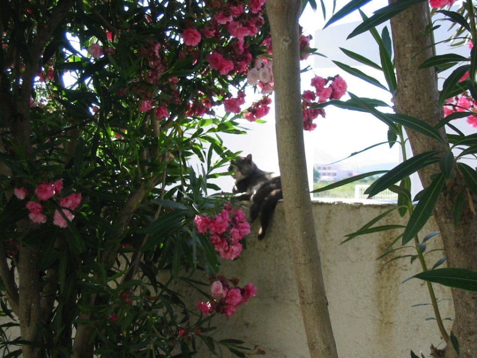 Rolliger Kater Hotel Esperia
