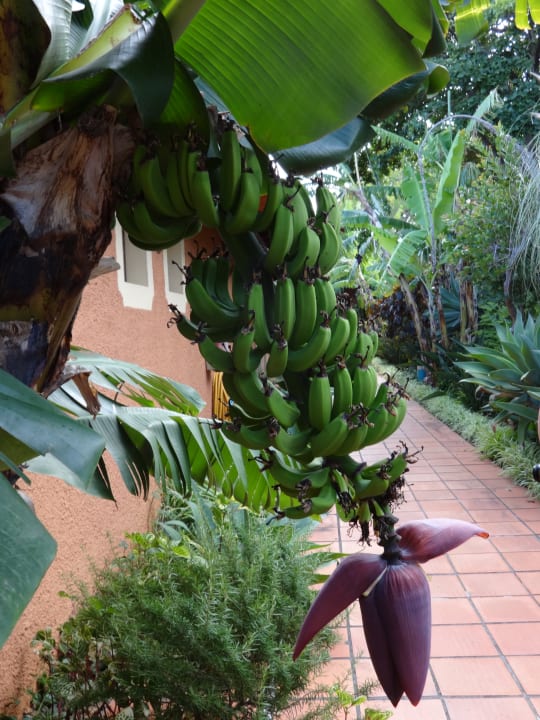 Gartenanlage Hotel Quinta Splendida Wellness & Botanical Garden