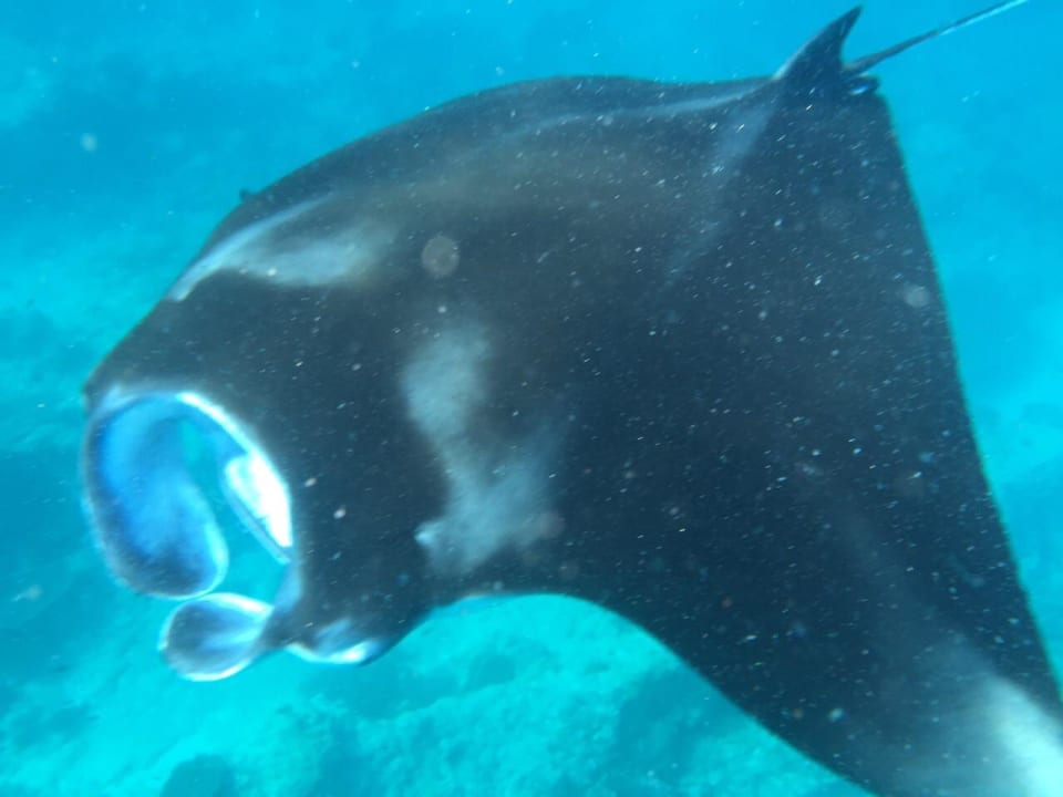 Auf Manta Tour Adaaran Select Meedhupparu Island Resort - Premium All Inclusive