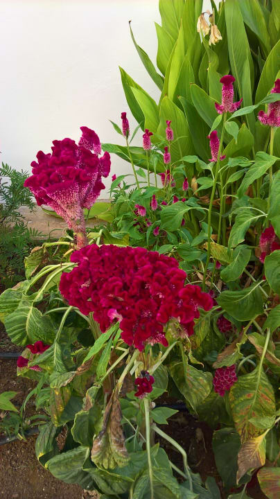 Gartenanlage Kefalos Beach Holiday Village