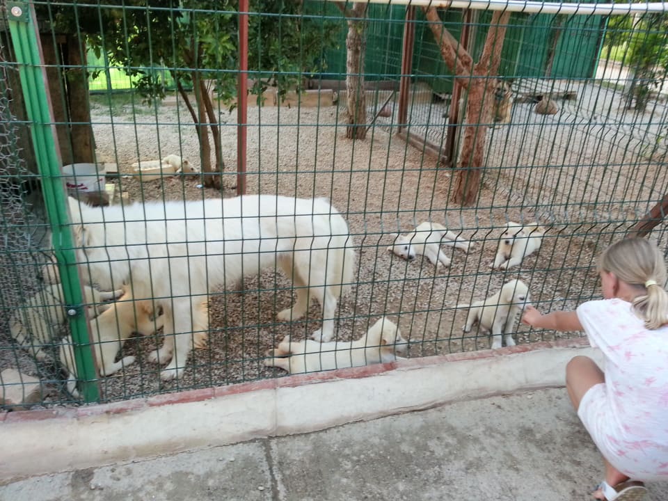 Zwierzęta w hotelowym zoo Lonicera Resort & Spa Hotel