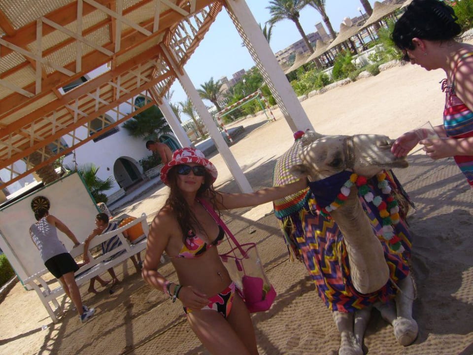 Das Hauskamel.. Arabia Azur Resort