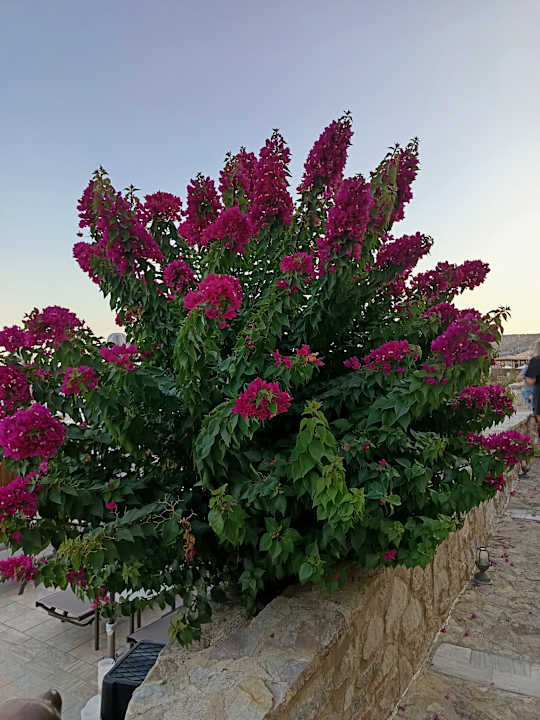 Gartenanlage Hotel Kalithea Horizon Royal