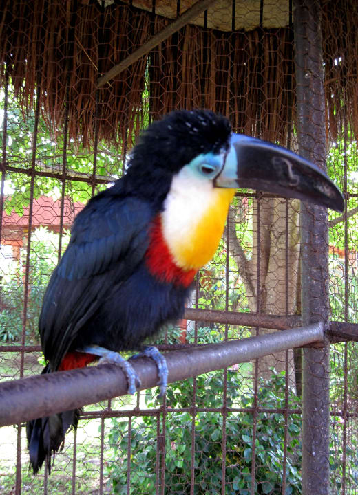 Bunte Vögel aller Art... Sandos Playacar Beach Resort