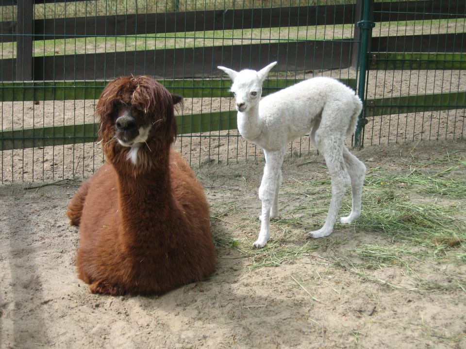 Streichelzoo Ferienpark Heidenholz
