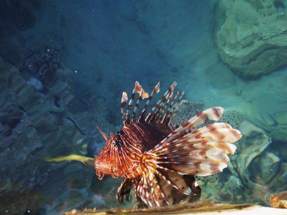 Rotfeuerfisch Pickalbatros Palace Resort