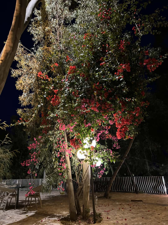 Gartenanlage Arbatax Park Resort - Telis