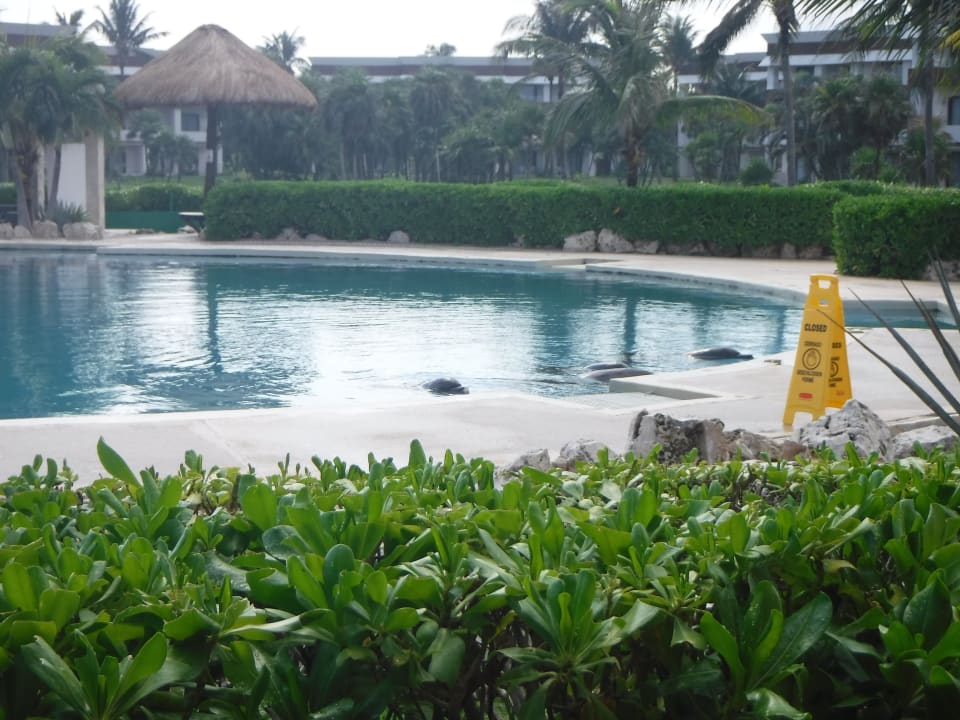 Pool Bahia Principe Grand Tulum